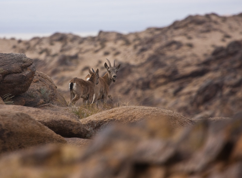 Siberian Ibex